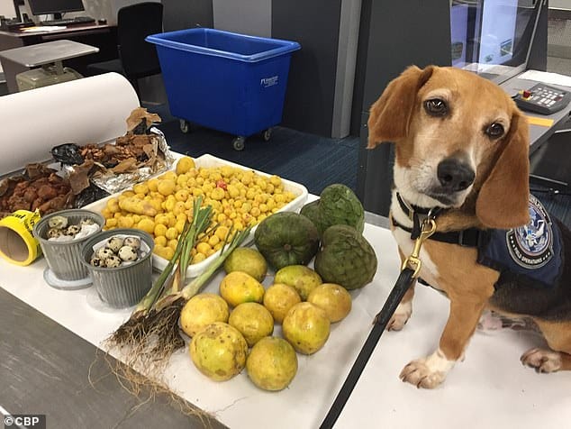 US Agricultural specialist dog at the US Port of Entry